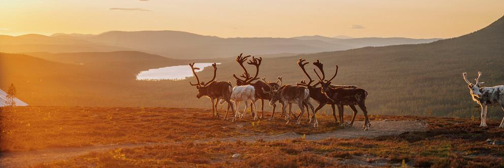 Vildmark och samekultur 6 dagar